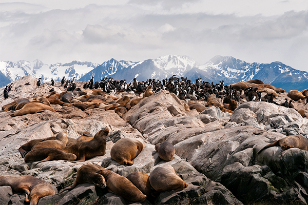 Sea Lions and cormorants in Beagle Channel, Ushuaia (Argentina)