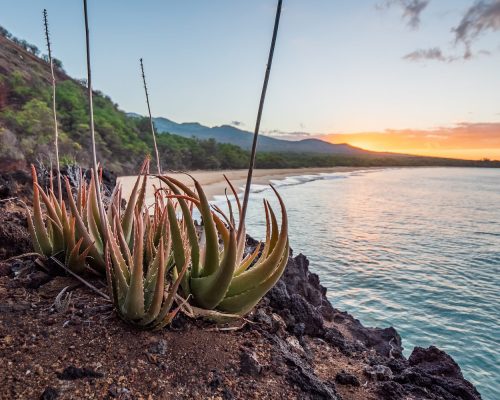 Green Banana Fruit on Brown Soil Near Body of Water during Sunset