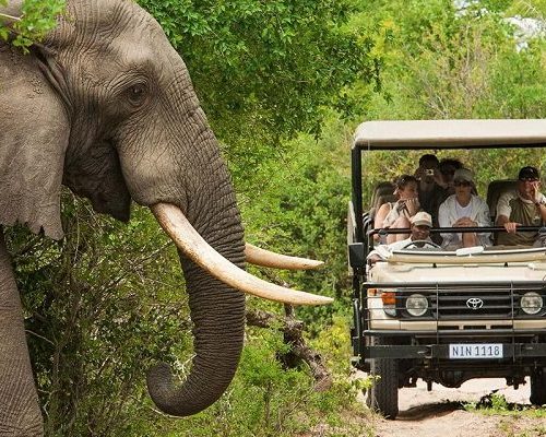 Kruger Elefante