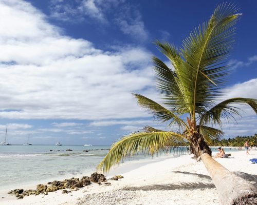 palm tree on caribbean beach with clouds