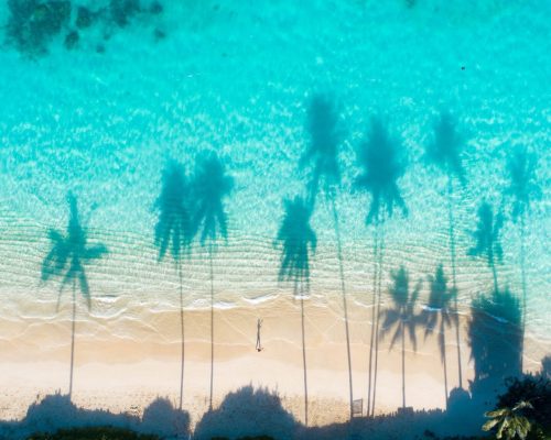 An aerial view of the reflections of the palm trees in the turquoise water of the sea