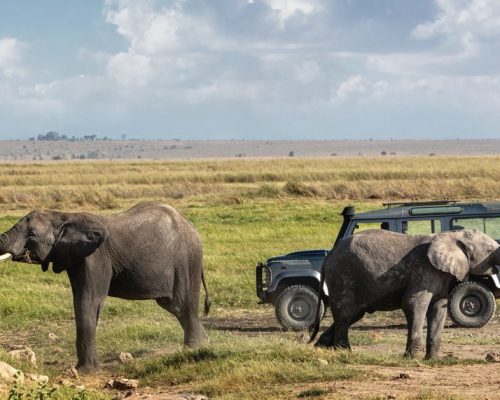 Herd of African elephants playing in front of safari vehicle in Amboseli, Kenya Africa