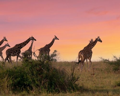 Baringo Giraffe (Giraffa camelopardalis), Murchison Falls National Park, Uganda