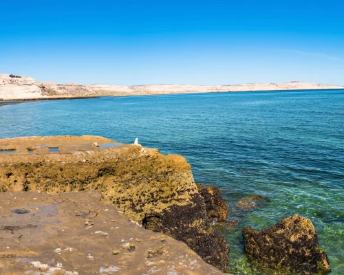 cruise-to-puerto-madryn-argentina