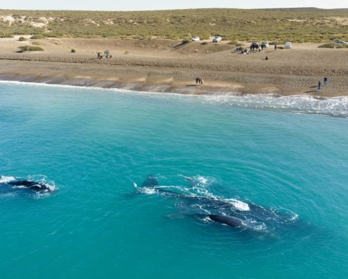 puerto-madryn_0_202009180824470